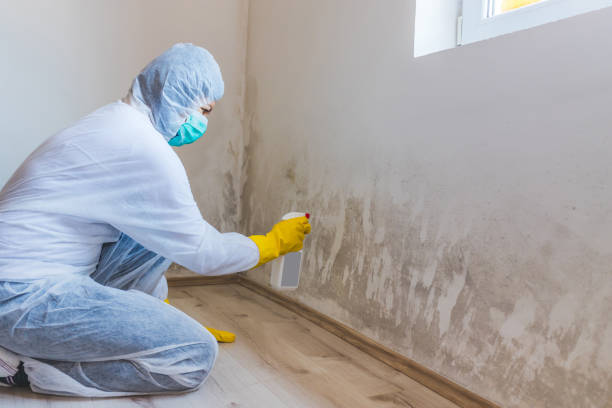 Licensed Mold Removal service in Newton Center, MA - WQB Mold Removal