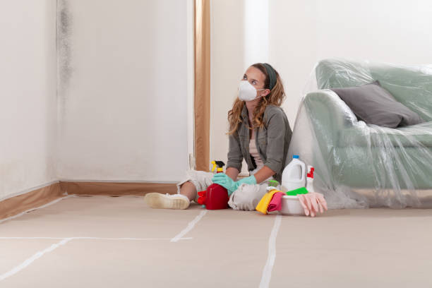 Reliable Mold Removal contractor in Newton Center, MA by WQB Mold Removal